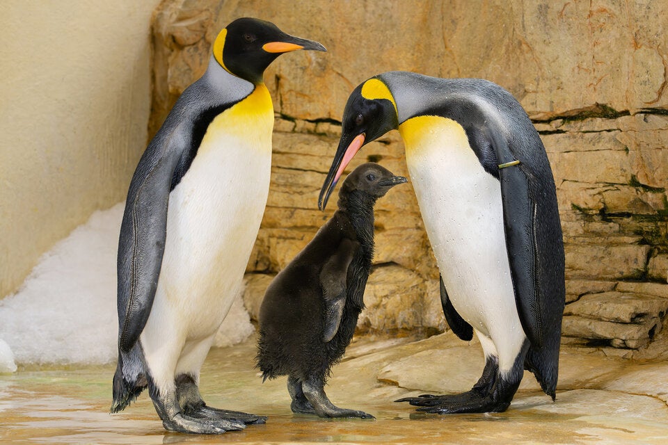 Königspinguin-Küken im Tiergarten Schönbrunn geschlüpft