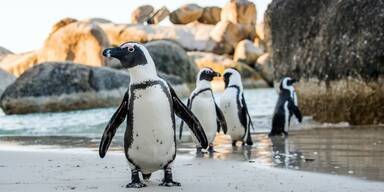 Dutzende Brillenpinguine an Vogelgrippe gestorben