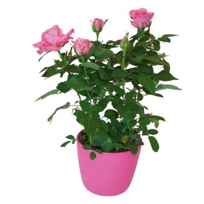 Baumax - Griller Pink Ribbon Tischgriller