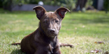 Hund bei&szlig;t Buben (5) Teil des Ohrs ab