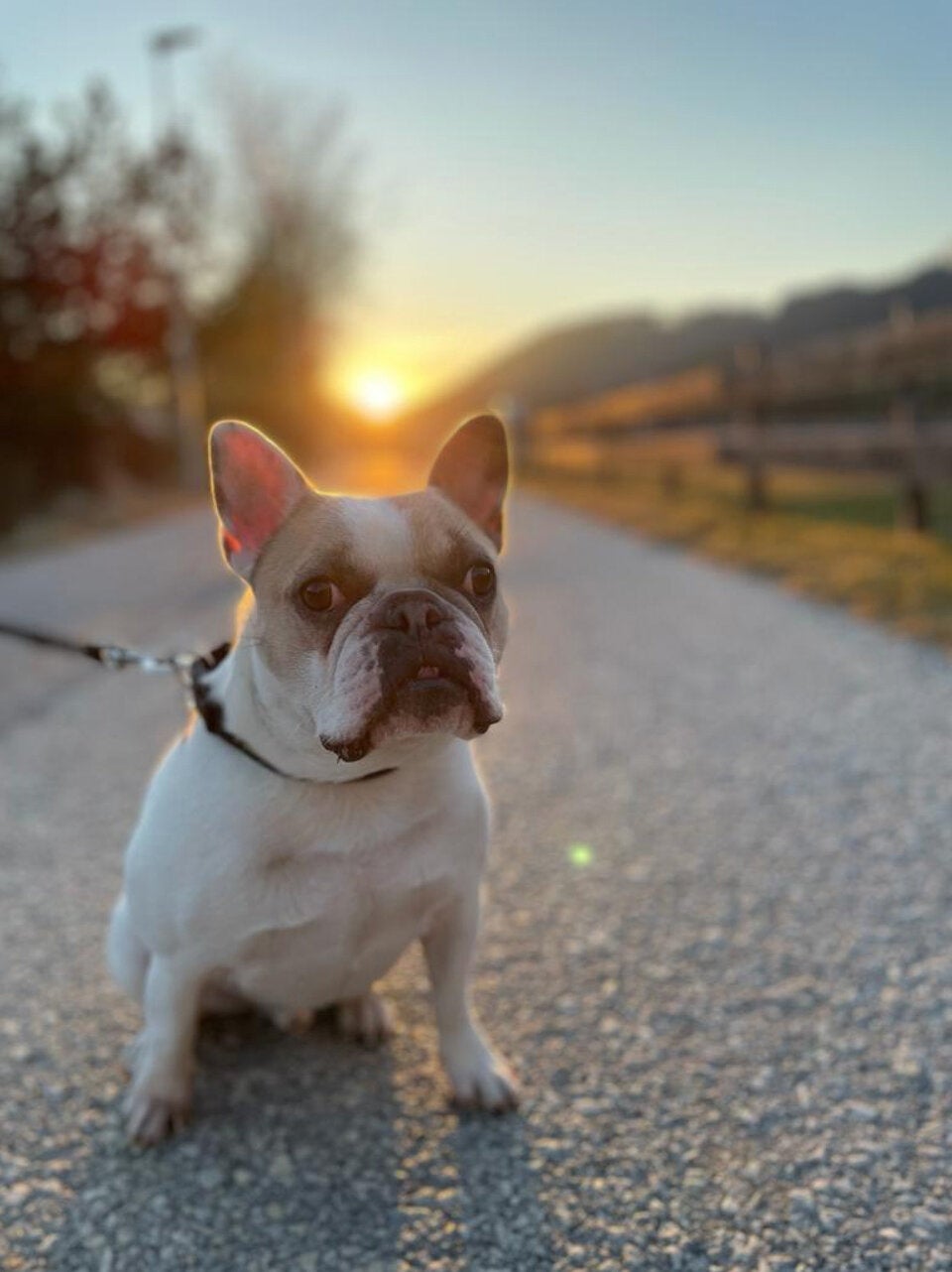 Französische Bulldogge Hund Pitti vergiftet