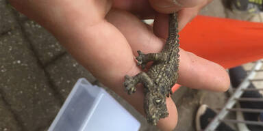 Plastikkrokodil Deutschland Einsatz