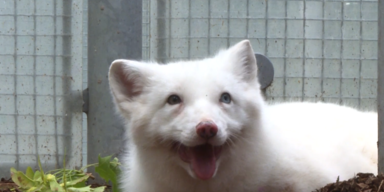 Polarfuchs Wukk 1.PNG