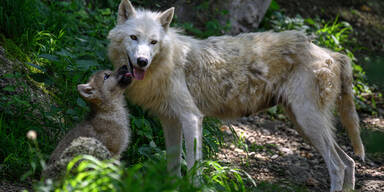Polarwolf kuschelt mit seiner Mama.