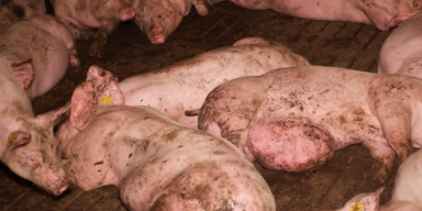 Politik und Tierschutz.PNG