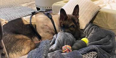 Polizeihund &acute;Arlo&acute; erholt sich tapfer von Schussverletzung