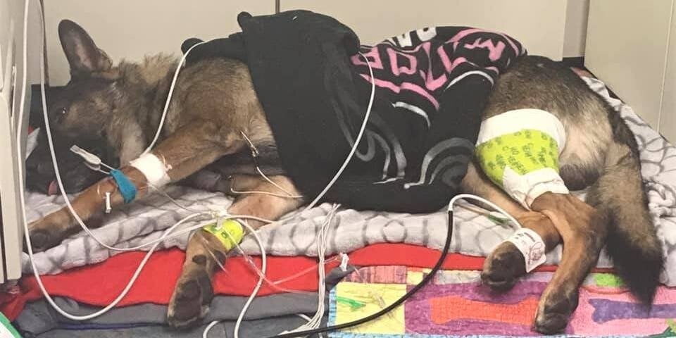 Polizeihund ´Arlo´ erholt sich tapfer von Schussverletzung