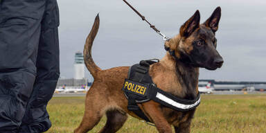 Einbrecher schlief Rausch aus - Hund fand ihn