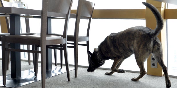 Polizeihunde Drogen Übung