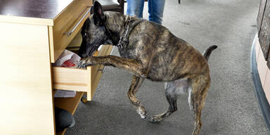 Polizeihunde Drogen &Uuml;bung