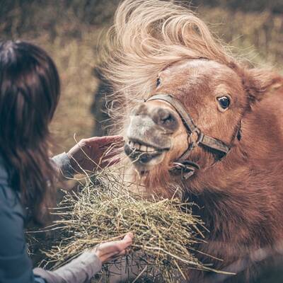 Farm Resort Geislerhof