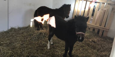 K&auml;rntner Polizei sucht nach Pony-Dieben