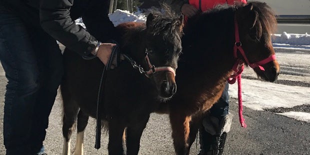 Kärntner Polizei sucht nach Pony-Dieben