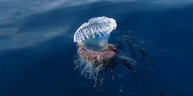 Portugiesische_Galeere