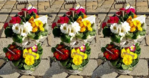 Primeln zum Valentinstag