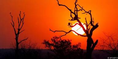 Probleme mit organisierten Wilderer-Banden