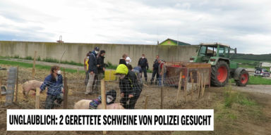 Protestaktion Schweine 1.PNG