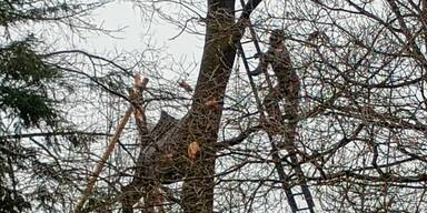 Westringbau: Jetzt gibt es eine baumfachliche Bauaufsicht f&uuml;r jeden einzelnen Baum