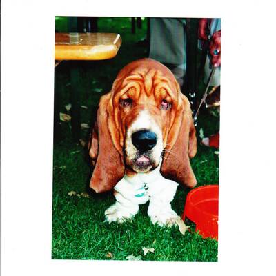 Hundewahl - Lennox, 14 Moante