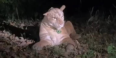 Falscher Alarm: Kuscheltier-Puma l&ouml;st Polizeieinsatz aus