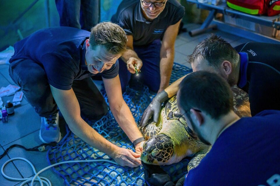 Meeresschildkröte Puppi hatte den Luxus eines Hausbesuchs, der Tierarzt kam samt Ultraschallgerät zu ihr ans Becken.  