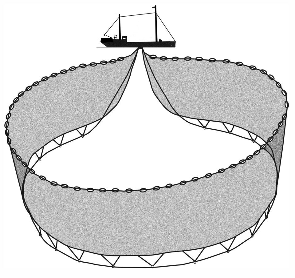 Fisch und Meeresfrüchte nachhaltig kaufen