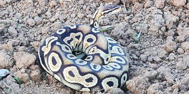 K&ouml;nigspython in Weingarten eingefangen