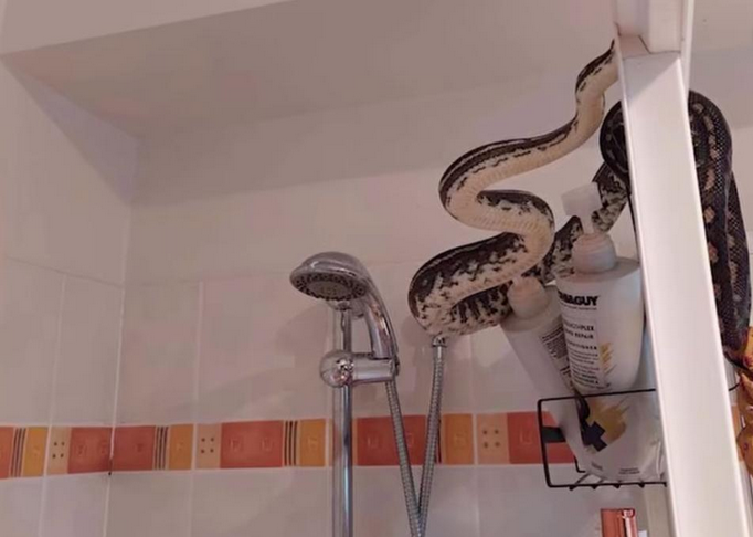 Hudson Snake Catching