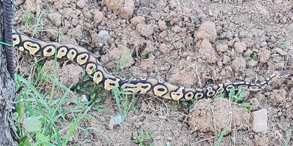 Königspython in Weingarten eingefangen