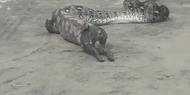 Python w&uuml;rgt Katze neben Kindergarten hervor