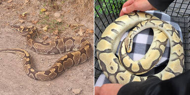 Schlangen-Alarm im Schwimmbad! R&auml;tsel um ausgesetzte K&ouml;nigspythons