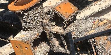 Gef&auml;hrliche Muschel breitet sich aus: Droht Badeverbot in Seen?