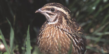 Illegale Jagd auf Wachteln im Burgenland vermutet