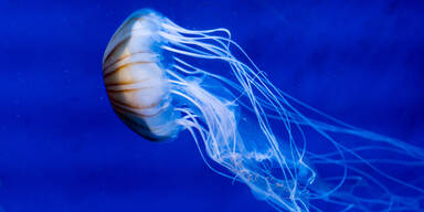 Jugendlicher stirbt nach Quallen-Stich