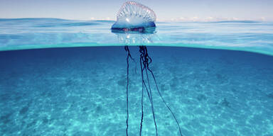 Qualle Portugiesische Galeere