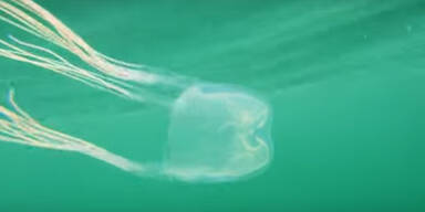 Neue Quallenart in Australien gibt R&auml;tsel auf