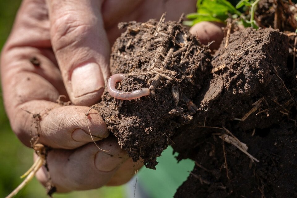 Regenwürmer: Gesunde Böden leben.