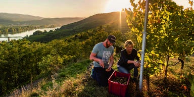 Weinlese startet heuer wegen Trockenheit sp&auml;ter