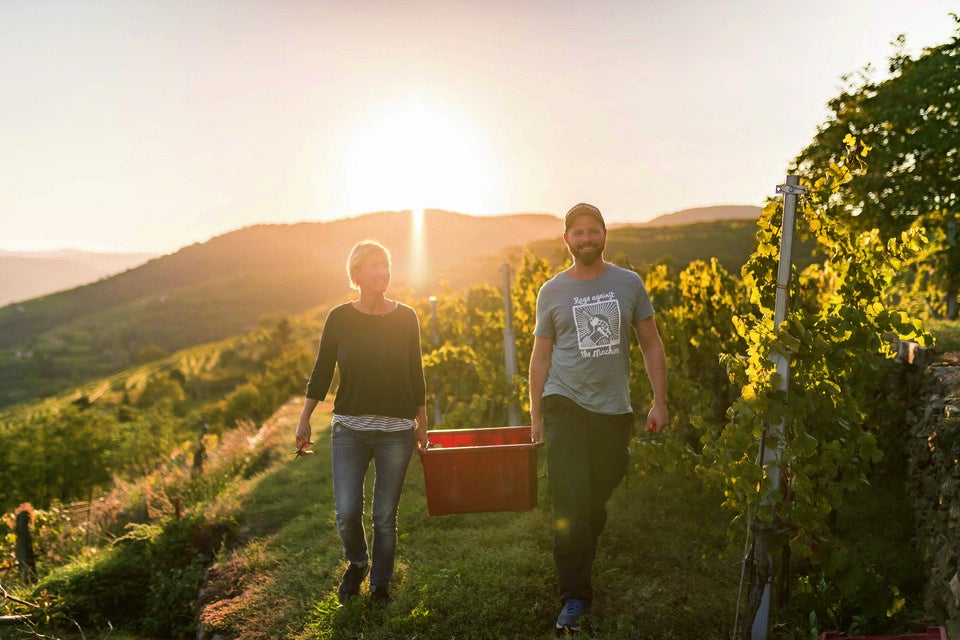 Weinlese startet heuer wegen Trockenheit später