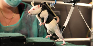 Gelähmte Ratte bewegt Beine wieder