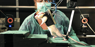 Gelähmte Ratte bewegt Beine wieder