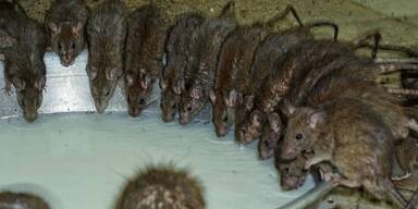 Rattenplage in Judenau: B&uuml;rgermeister stellt H&uuml;hnerhaltern Ultimatum