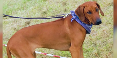 Rattengift Hund (2).png