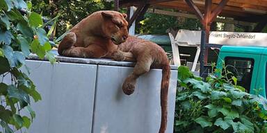 Raubtier Berlin Pl&uuml;sch