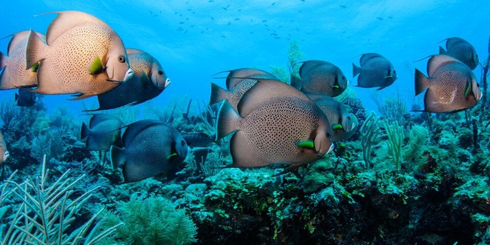 Reef Belize