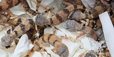 Reptilien Flughafen Wien