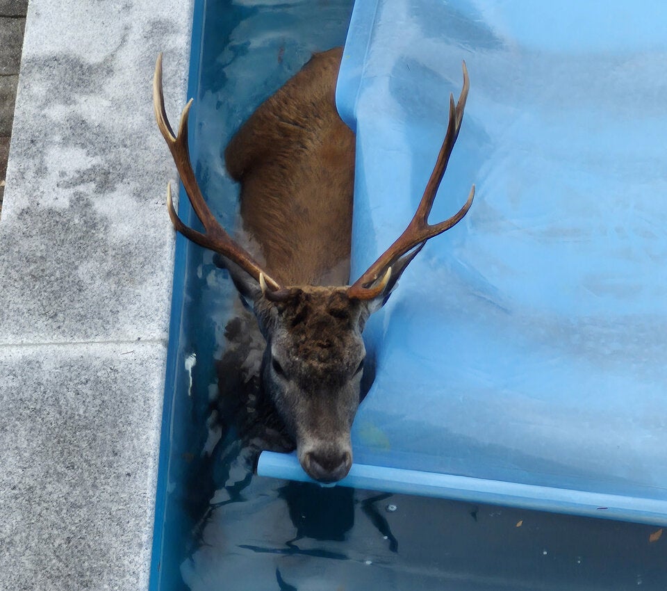 Hirsch im Pool Tirol