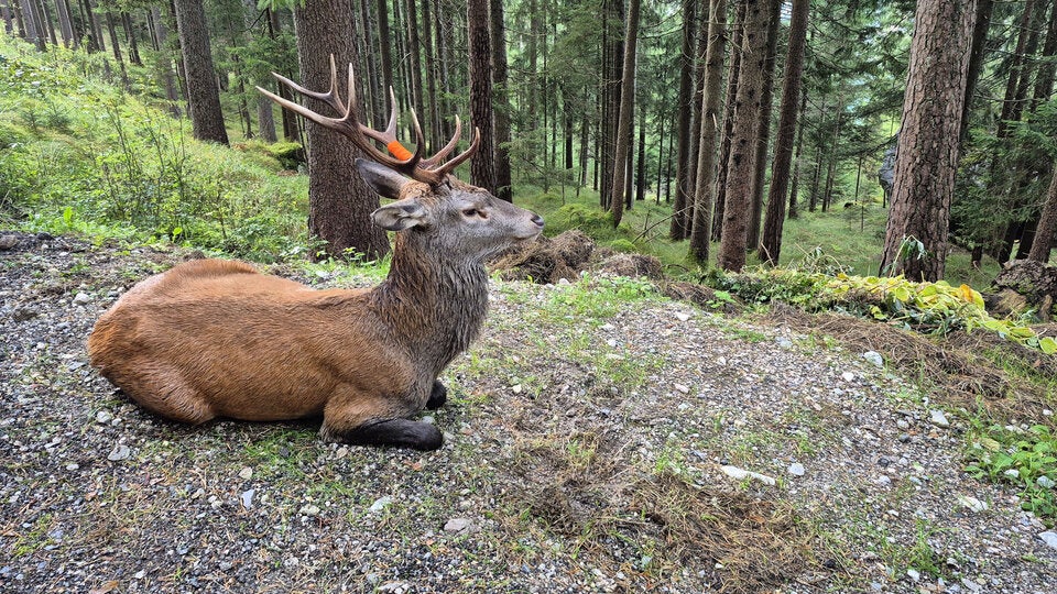 Hirsch im Pool Tirol