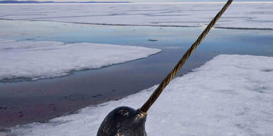 Bestes Foto 2007 kommt aus Afghanistan