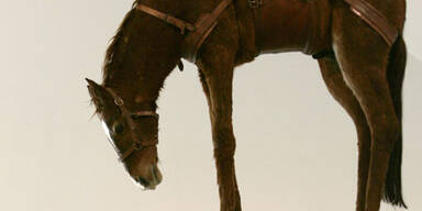 Wieso hängt hier ein Pferd vom Plafond?